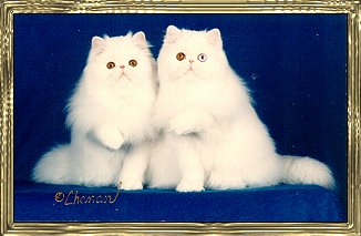 Photo of Two White Kittens